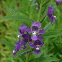 Angelonia salicariifolia Bonpl.